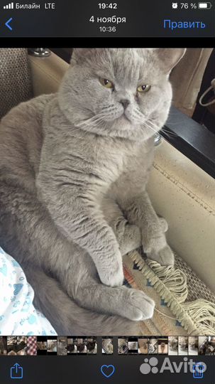 Британские котята