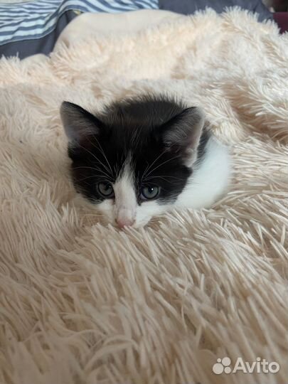 Котенок в добрые руки