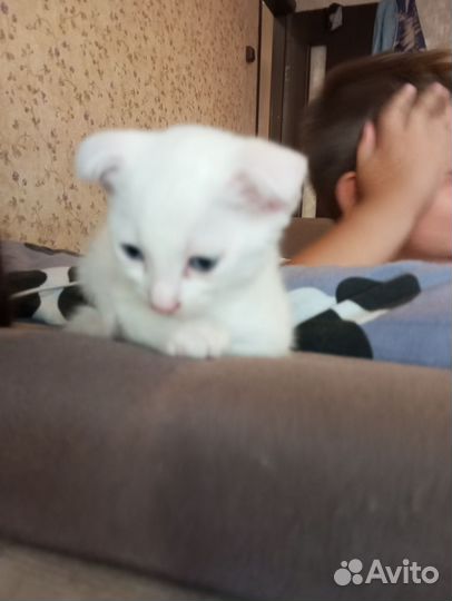 Вислоухий британец