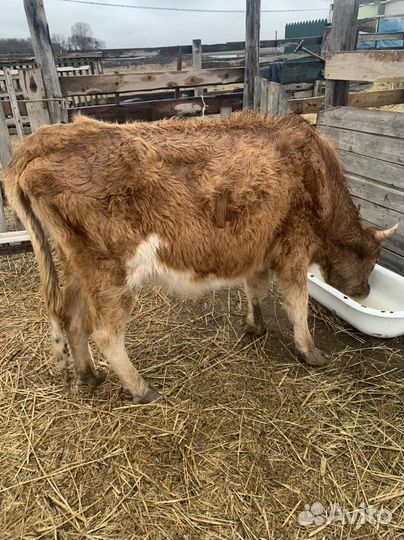 Коровы и телки стельные