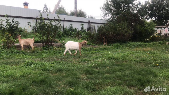 Коза камерунская