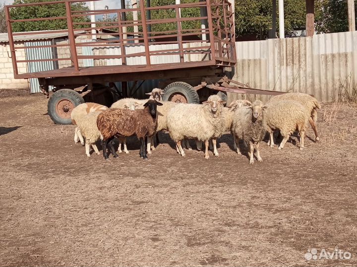 Овцы и бараны