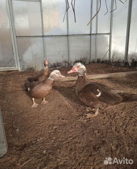 Утак индоутки