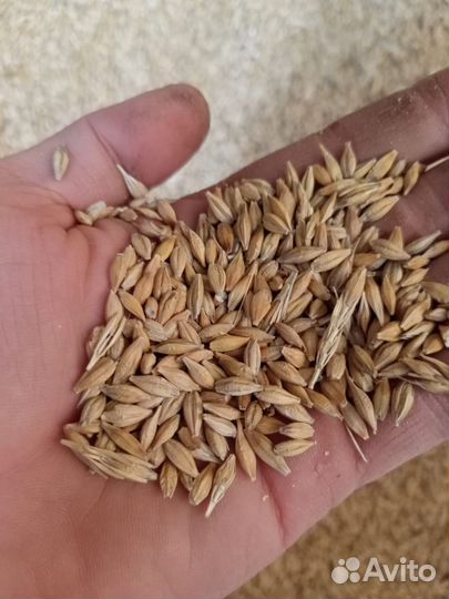 Ячмень (яровой)