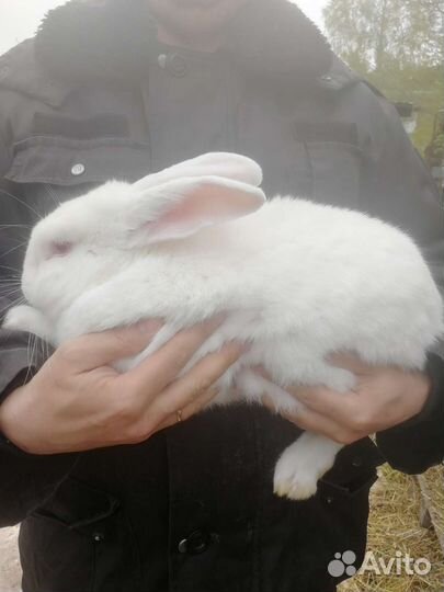 Кролик вязка