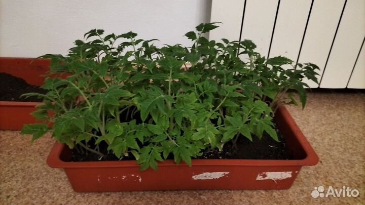 Продам рассаду помидор. Сорт