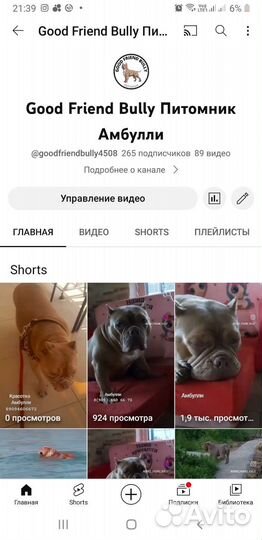 Американский булли