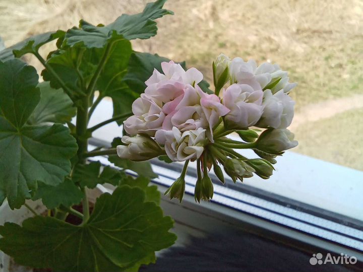 Герань розебудная, лососевая, королевская цветы