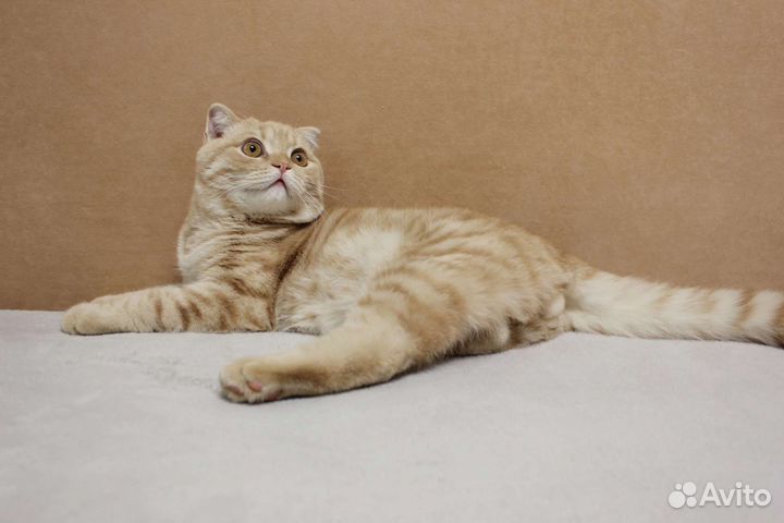 Вязка шотланский кот