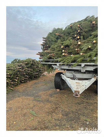 Сосна Новогодняя