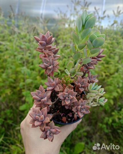 Суккуленты 2