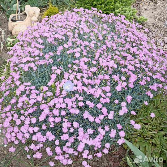 Гвоздика многолетняя. Белая, розовая