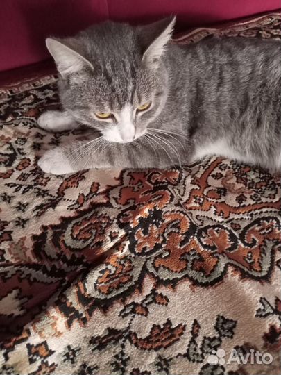 Котик в добрые руки Тимошка