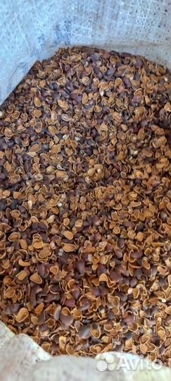 Скорлупа кедрового ореха