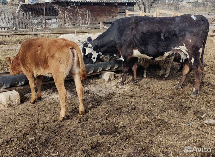 Корова дойная с телёнком