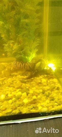 Аквариум с рыбками