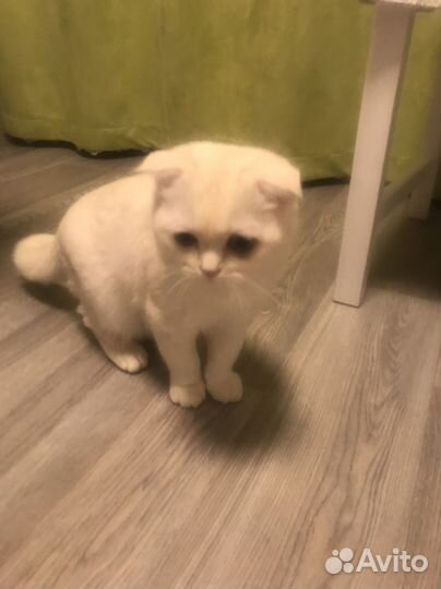 Шотланский вислоухий