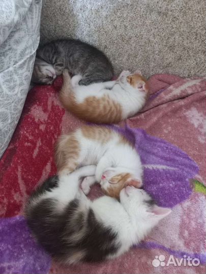 Отдам бесплатно