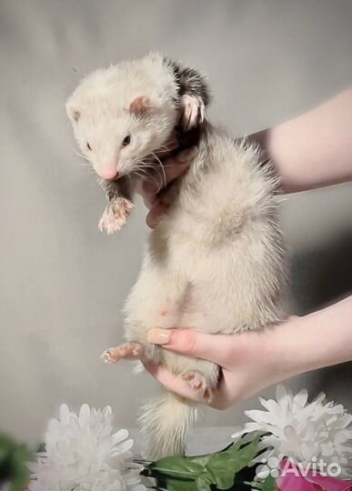 Домашний хорек