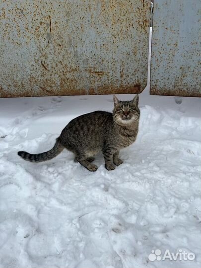 Котик бесплатно