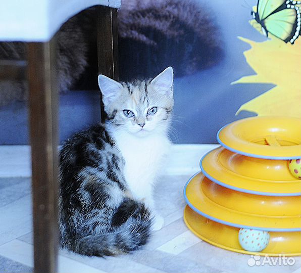 Шотландская трехцветная девочка