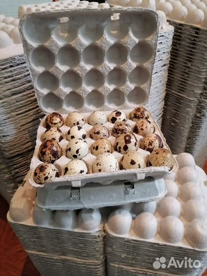 Ячейки для перепелиных яиц