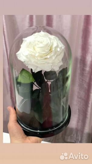 Роза в колбе