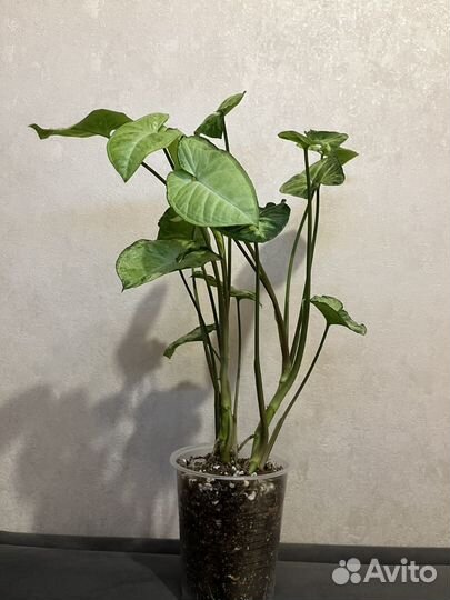 Сингониум пикси