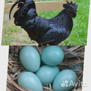 Продам петухов ухейилюй