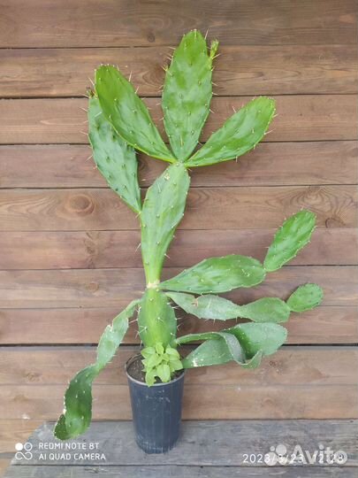 Взрослый Кактус Опунция Бергера