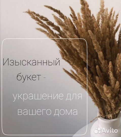 Сухоцветы, вейник, пампасная трава