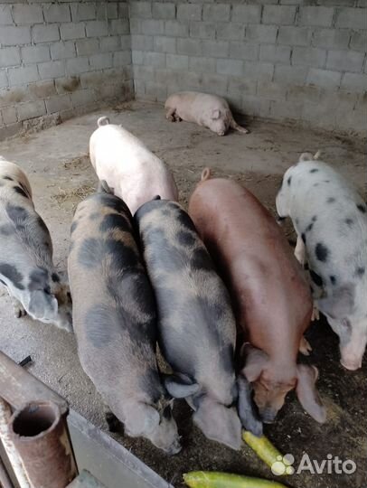 Поросята