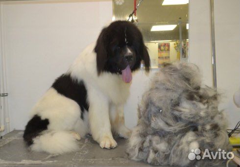 Экспресс-линька собак и кошек