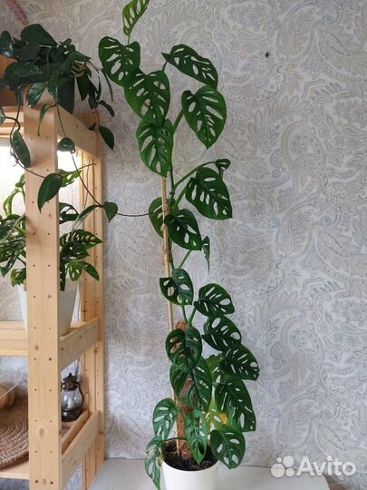 Монстера манки