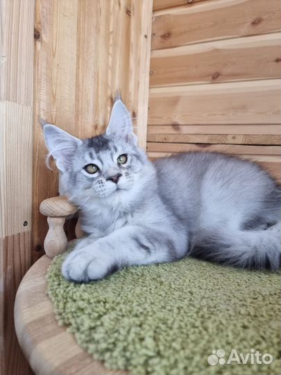 Девочка Мейн кун котенок