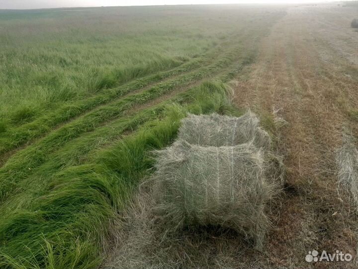 Сено в рулонах