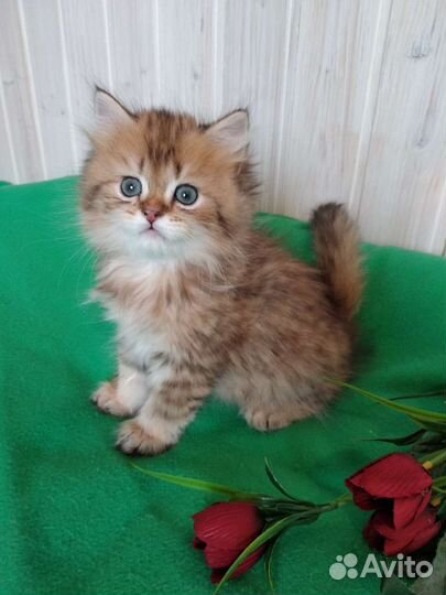 Британский длинношерстный золотой котик