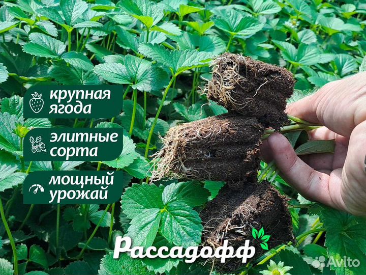 Рассада клубники. Опт от 64 шт