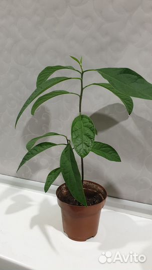 Авокадо Замиокулькас