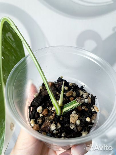 Эпипремнум пиннатум вариегатный