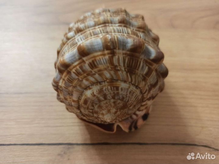 Морская раковина