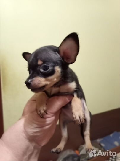 Мини той-терьер