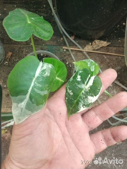 Алоказия фрайдек вариегатная