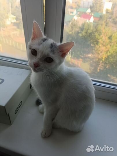 Кошка в дар бесплатно