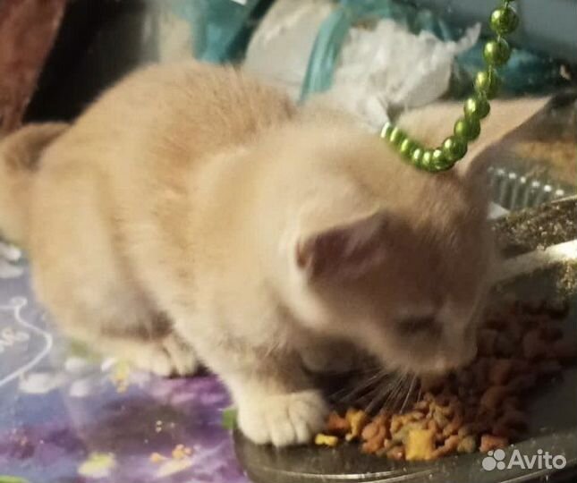 Котик мальчик персиковый