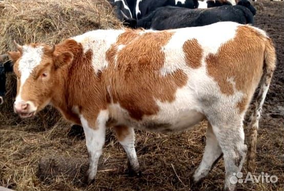 Продам тёлок 12голов