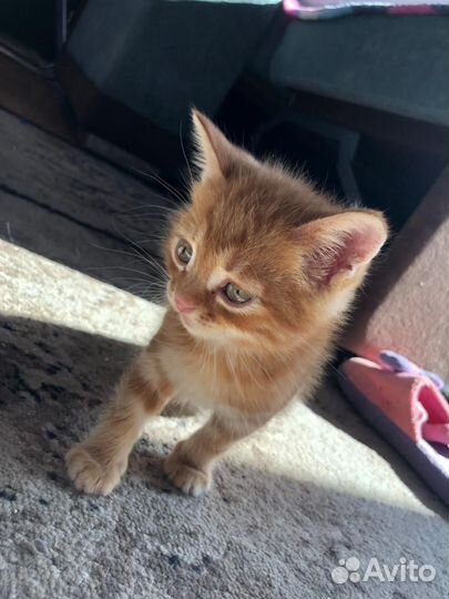 Котята мальчики и девочки