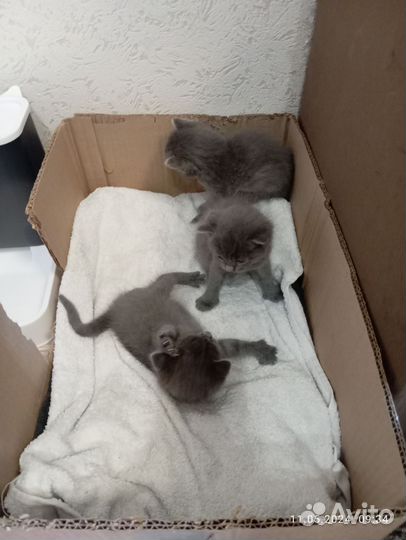 Котята в добрые руки