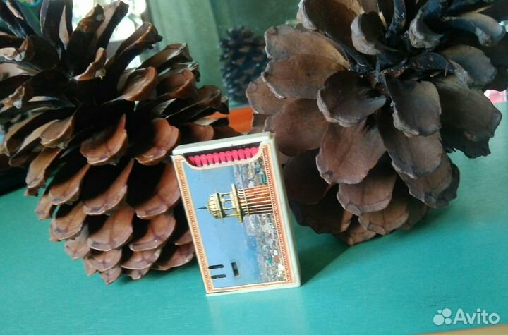 Шишки пальмы