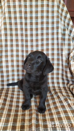 Щенки лабрадора ретривера